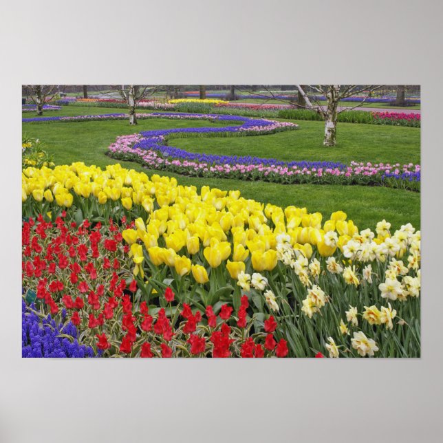 Affiche Tulips, Grape Hyacinth, and Daffodils, (Devant)