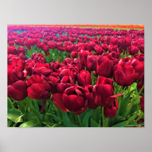 Affiche Tulips rouges à Field, Oregon