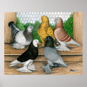 Affiche Tumblers à l'ouest de l'Angleterre