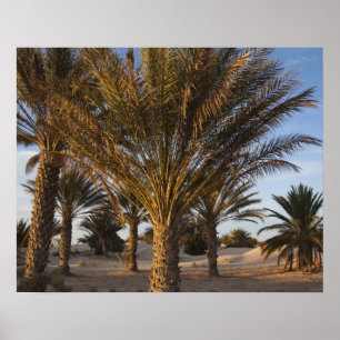 Affiche Tunisie, désert du Sahara, Douz, Grande Dune, palm