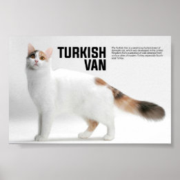 Affiche Turc Van Cat Breed
