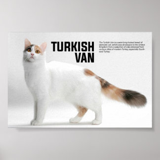 Affiche Turc Van Cat Breed