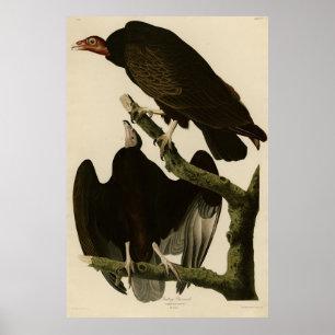 Affiche Turquie Buzzard de Audubon's Birds of America