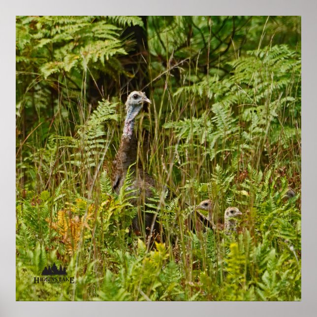 Affiche Turquie poules avec poussins (Devant)