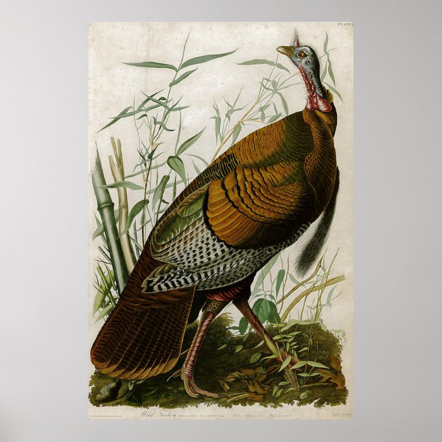 Affiche Turquie sauvage Vintage de 1825 par John Audubon (Devant)