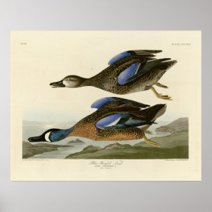 Affiche Turquoise à ailes bleues d'Audubon's Birds of Amer
