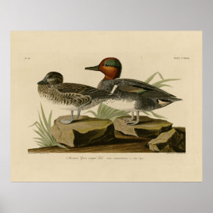 Affiche Turquoise d'ailée verte américaine d'Audubon