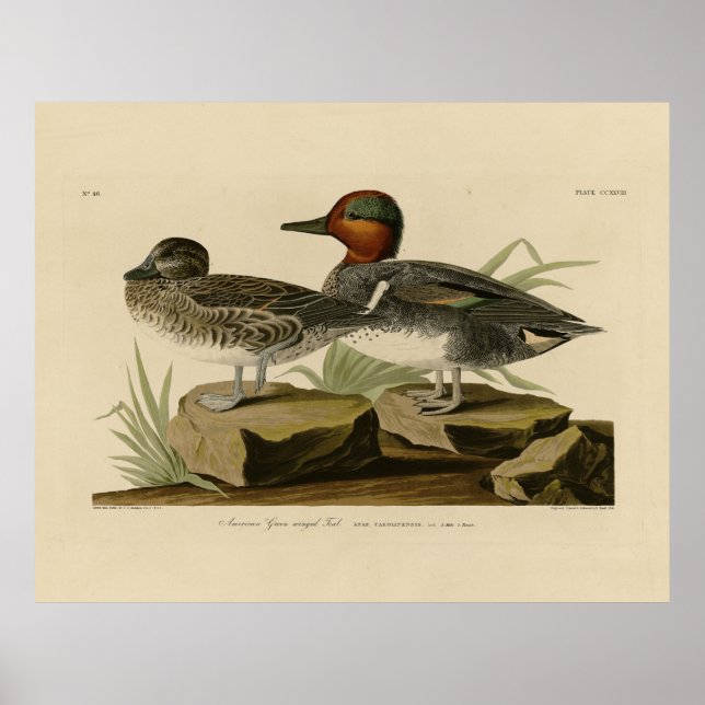 Affiche Turquoise d'ailée verte américaine d'Audubon (Devant)