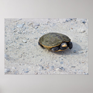 Affiche Turtle Photo