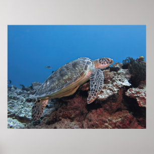 Affiche Turtle sur une haie