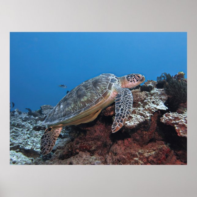 Affiche Turtle sur une haie (Devant)