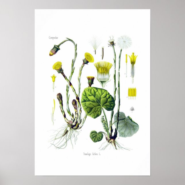 Affiche Tussilago farfara (Coltsfoot) (Devant)