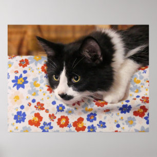 Affiche Tuxedo Cat