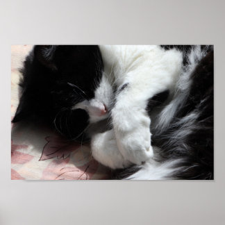 Affiche Tuxedo Cat Art Cute Pink Nose Kitty Cats Art
