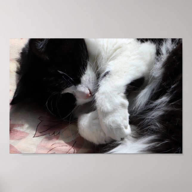 Affiche Tuxedo Cat Art Cute Pink Nose Kitty Cats Art (Devant)