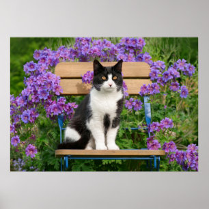 Affiche Tuxedo cat sitting on a garchair with flowers