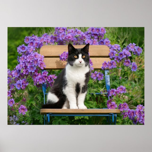 Affiche Tuxedo cat sitting on a garchair with flowers (Devant)