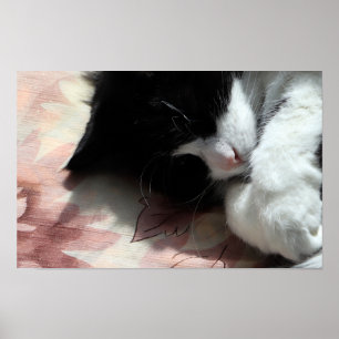 Affiche Tuxedo Chat Art Cute Rose Nez Kitty Chats Art