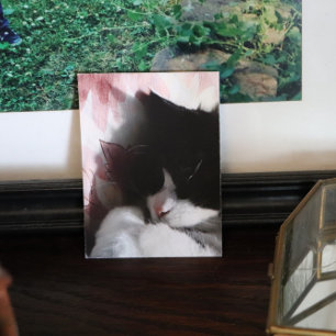 Affiche Tuxedo Chat Art Cute Rose Nez Kitty Chats Art Post