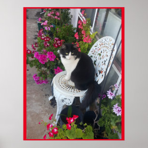 Affiche Tuxedo Chat mignonne avec de jolies fleurs Chats n