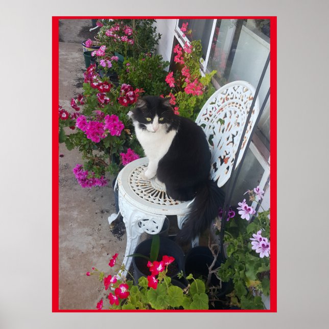 Affiche Tuxedo Chat mignonne avec de jolies fleurs Chats n (Devant)