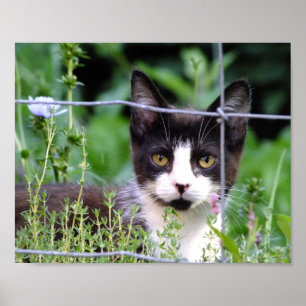 Affiche Tuxedo Kitten Dans le jardin
