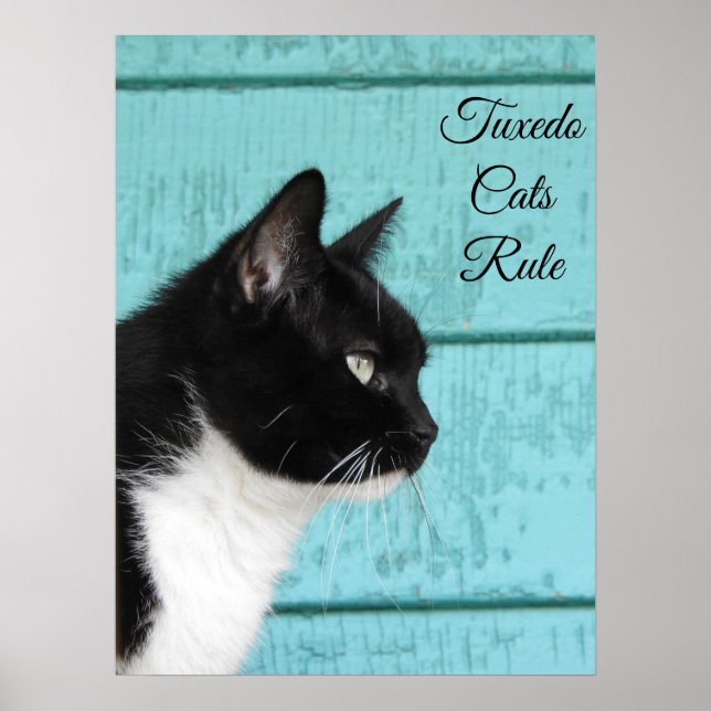 Affiche Tuxedo profil de chat sur Turquoise (Devant)