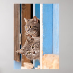 Affiche Twin Blue Tabbies
