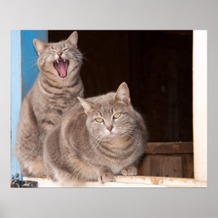 Affiche Twin Tabbies