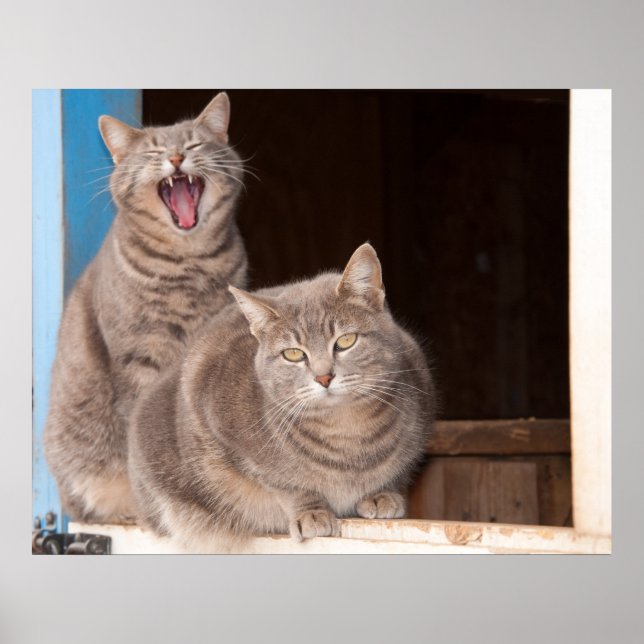 Affiche Twin Tabbies (Devant)