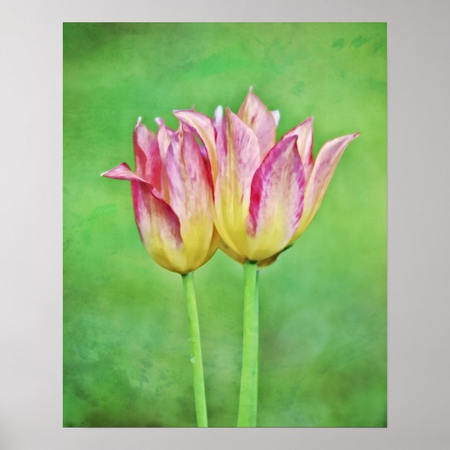 Affiche Twin Tulip Fleurs Paire Art Photographique Imprime (Devant)