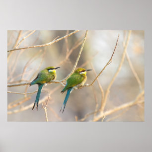 Affiche Two Bee-eaters