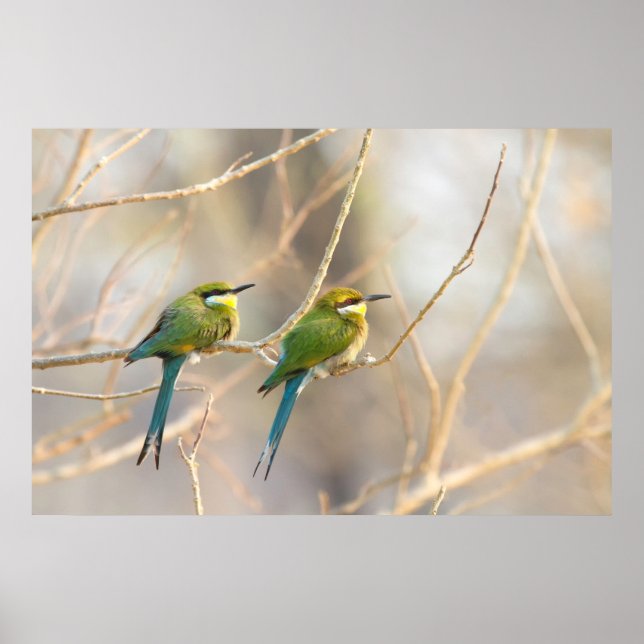 Affiche Two Bee-eaters (Devant)