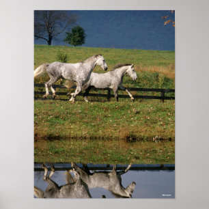 Affiche Two Dapple Grey Percheron Horses Running