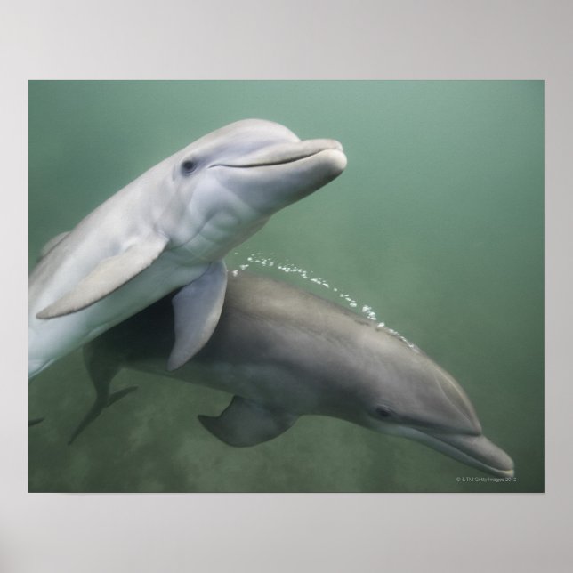 Affiche Two Dolphins underwater (Devant)