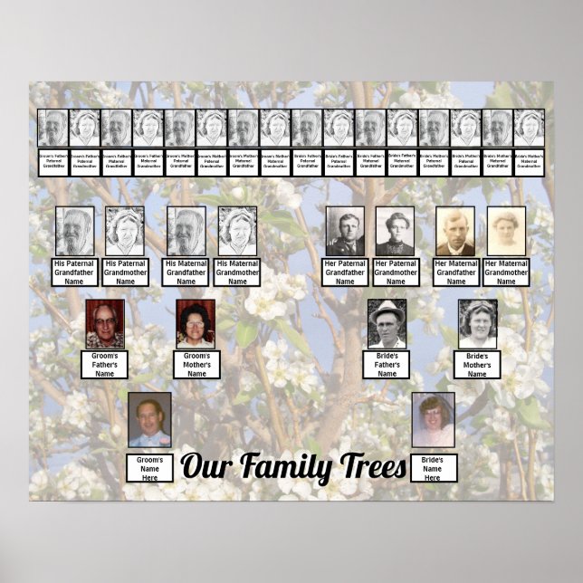 Affiche Two Family Trees on White Blossoms Photo     (Devant)