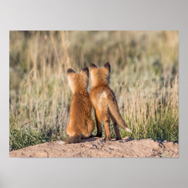 Affiche Two Fox Kits (Devant)