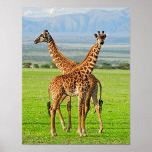 Affiche Two Giraffes
