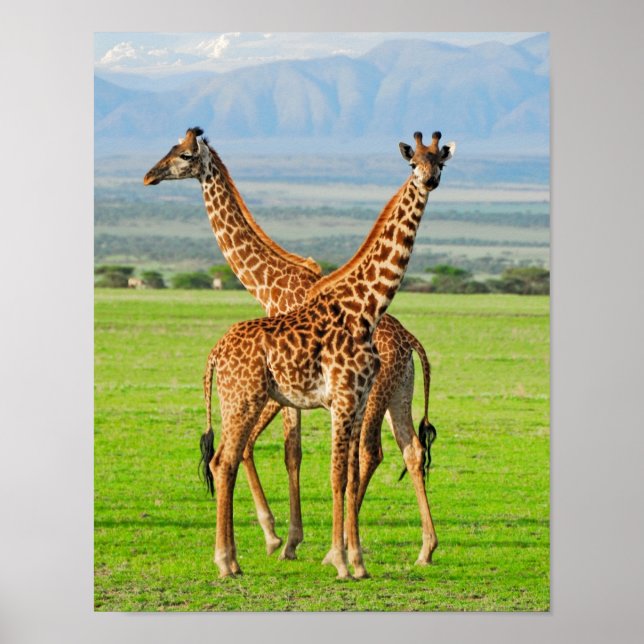 Affiche Two Giraffes (Devant)