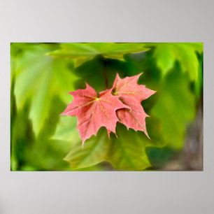 Affiche Two maple leaves