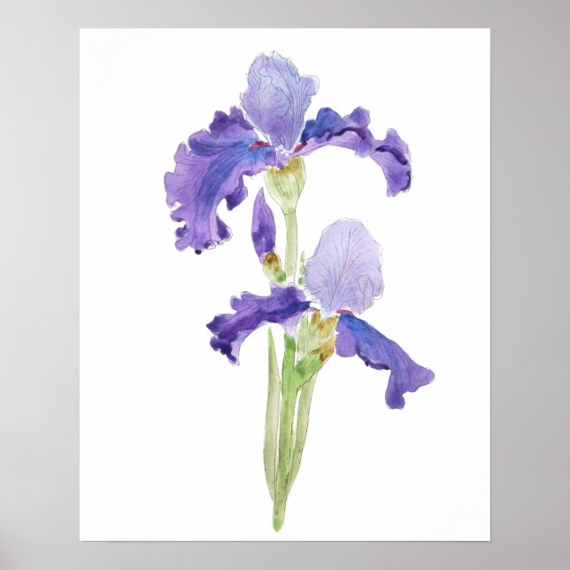 Affiche two purple irises  ink and watercolor  (Devant)