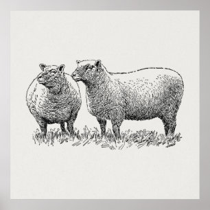 Affiche Two Sheep Illustrated Art