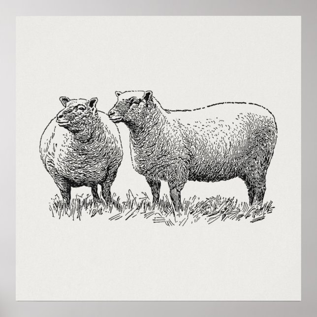 Affiche Two Sheep Illustrated Art (Devant)