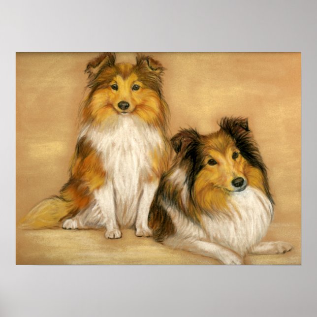 Affiche "Two Shetland Sheepdogs" Chien Art Imprimer (Devant)