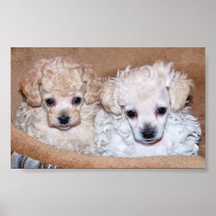 Affiche Two Tan Toy Poodle Puppies