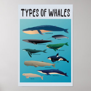 Affiche Types De Baleines Variété Mammifère Océanique