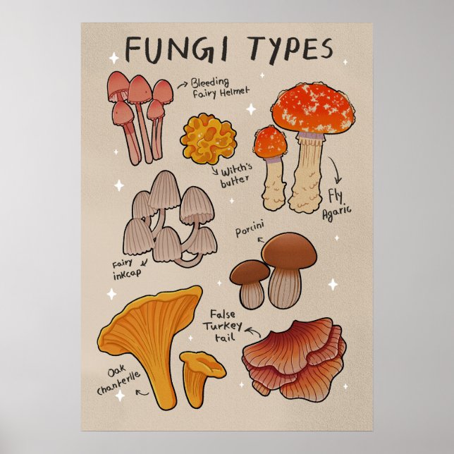 Affiche Types de champignons types de champignons (Devant)