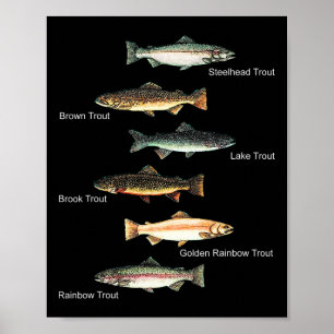 Affiche Types de collection d'espèces de truites pêche