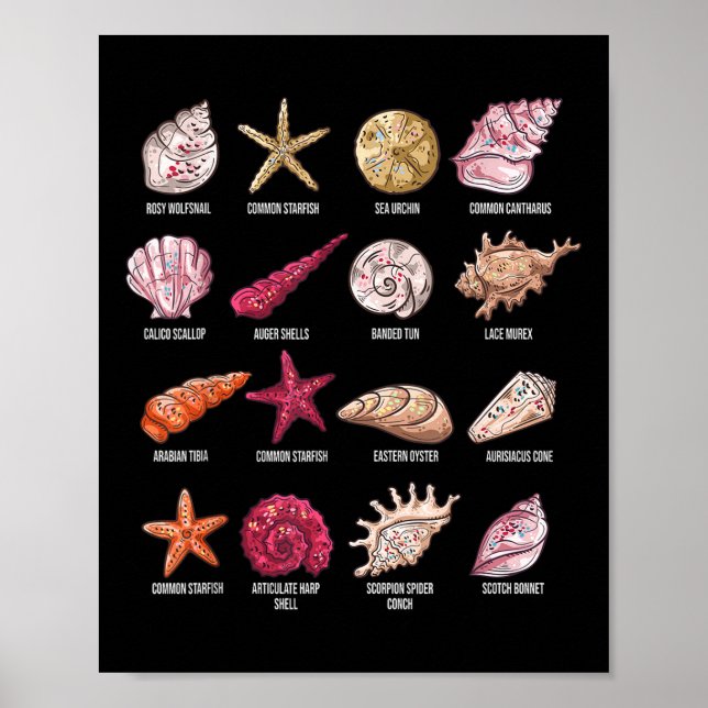 Affiche Types De Coquillages Plage Bombardement Conque Mer (Devant)