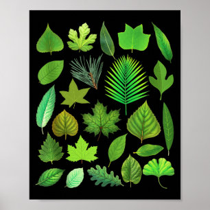 Affiche Types de feuilles d'arbre Biologie Nature Éducatif